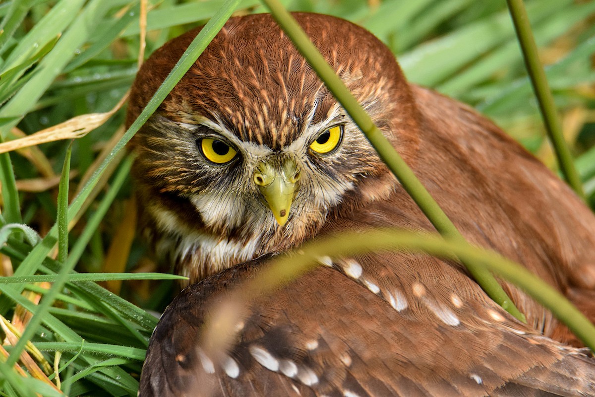Austral Pygmy-Owl - ML363707581