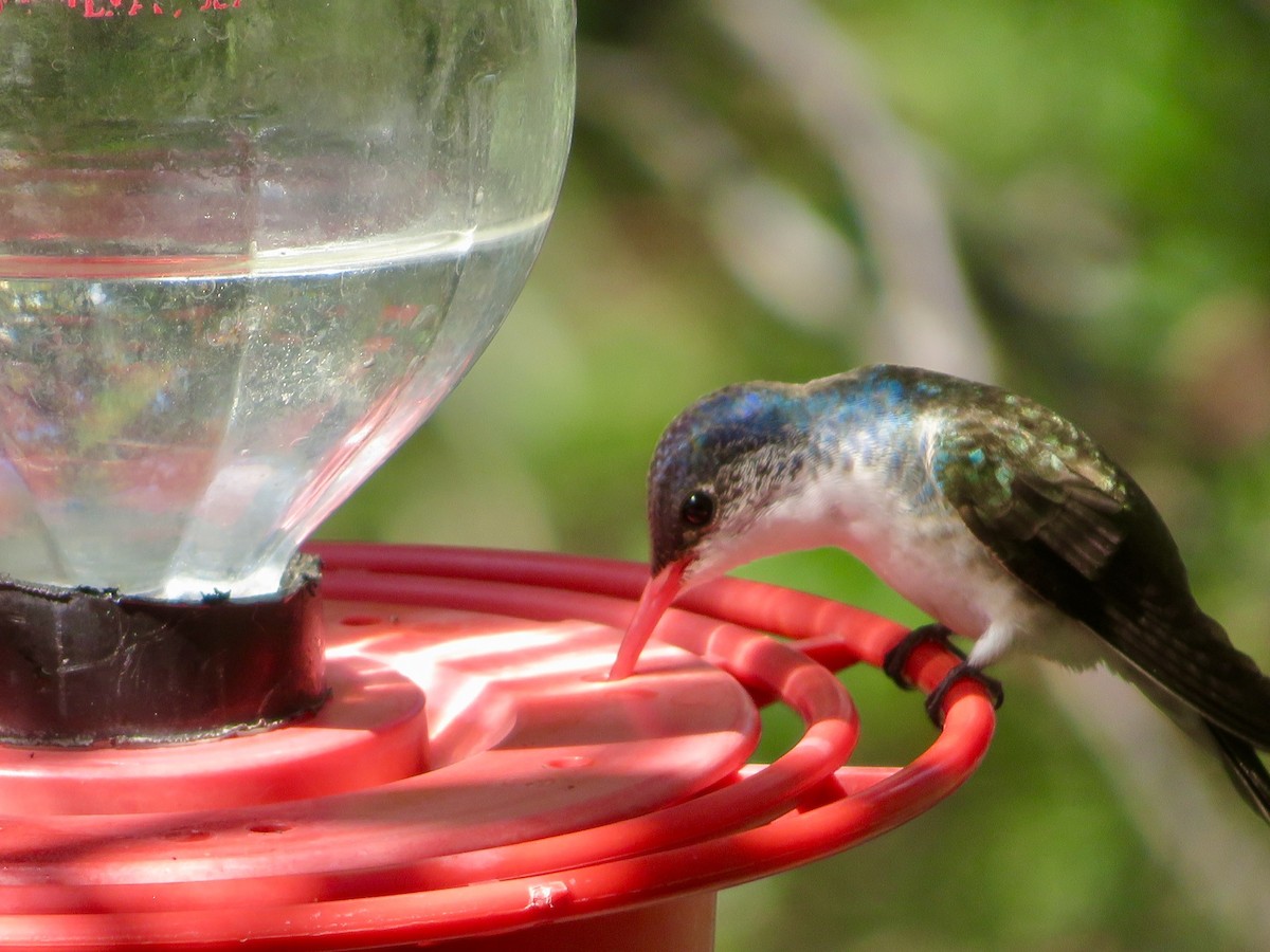Violet-crowned Hummingbird - ML363708581