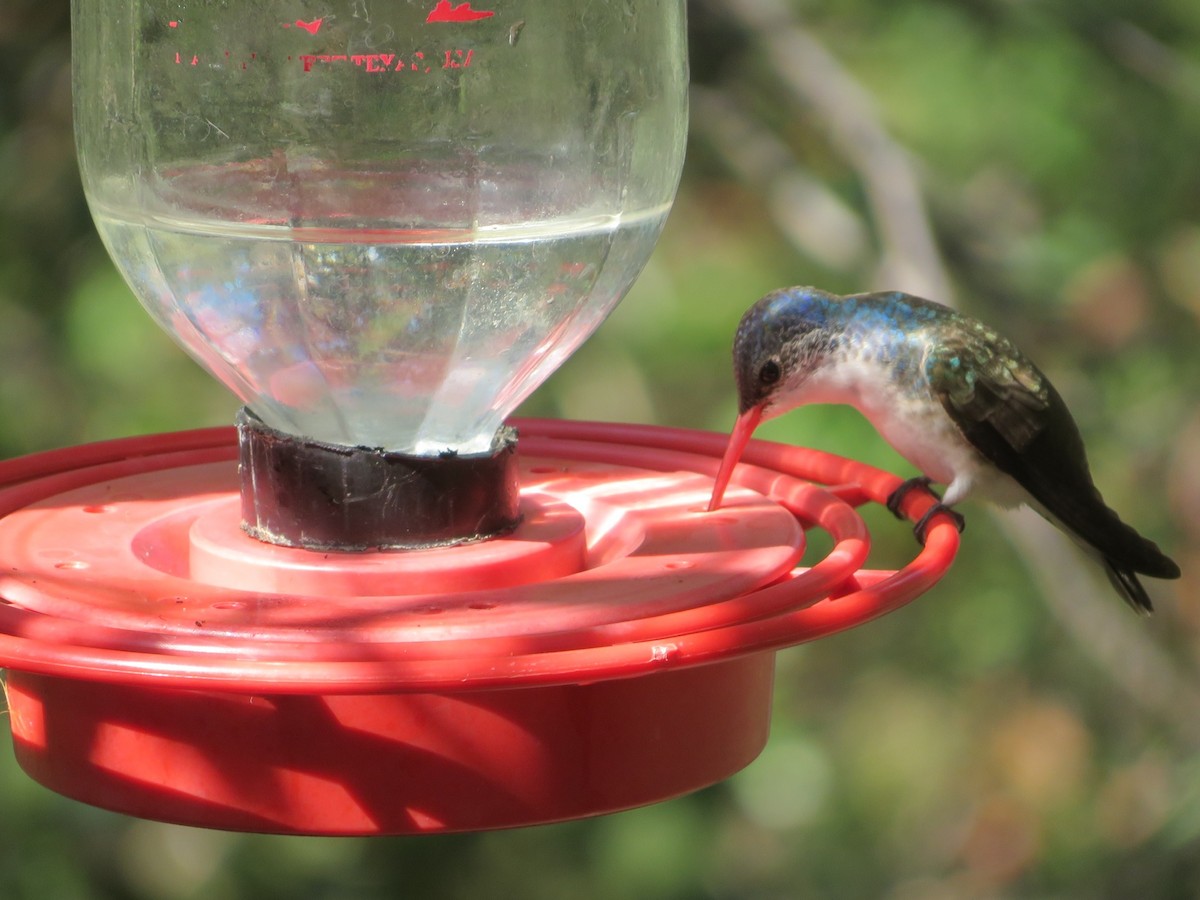 Violet-crowned Hummingbird - ML363708591