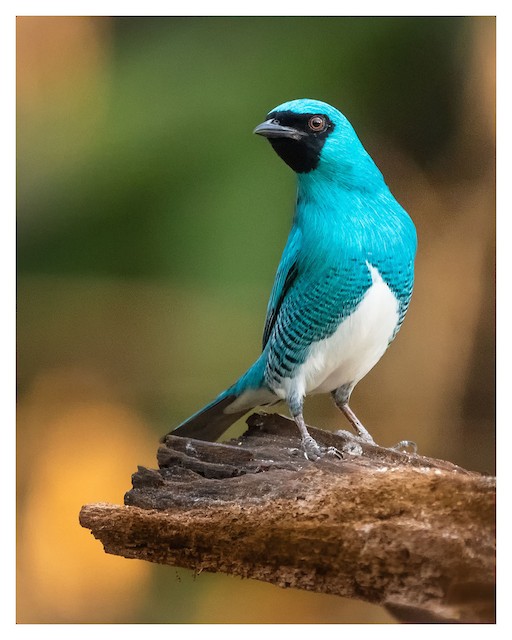 Swallow Tanager - eBird