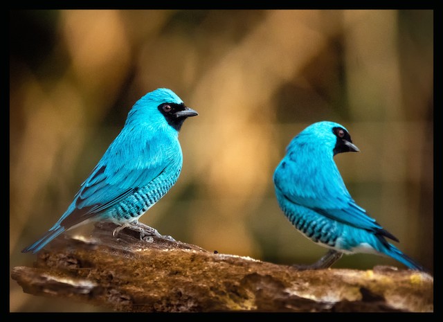 Swallow Tanager - eBird