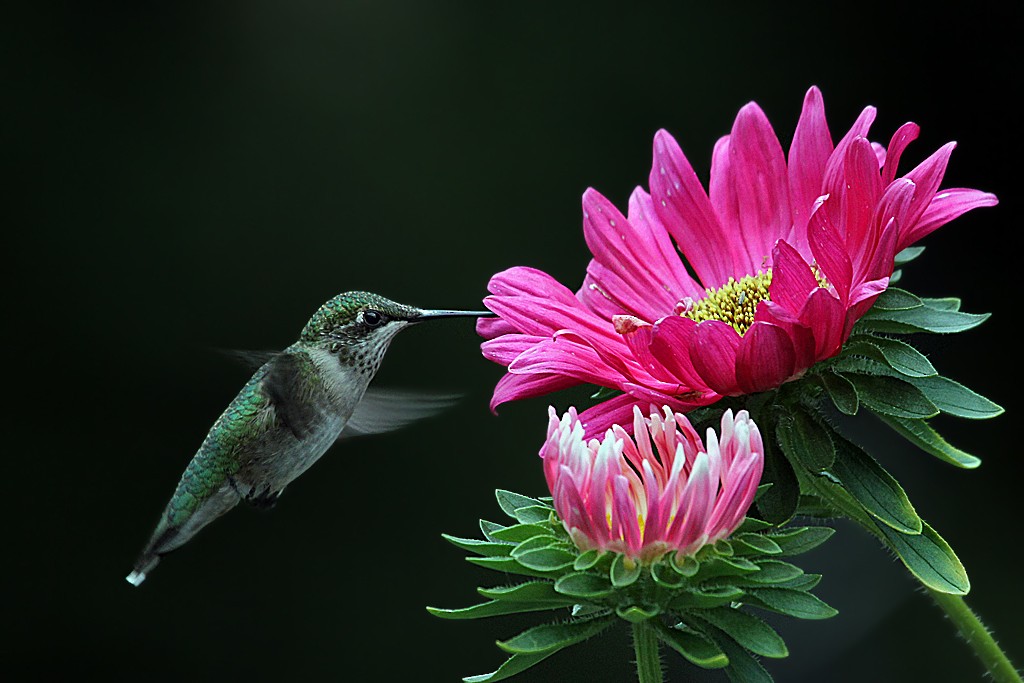 Ruby-throated Hummingbird - Dick Dionne
