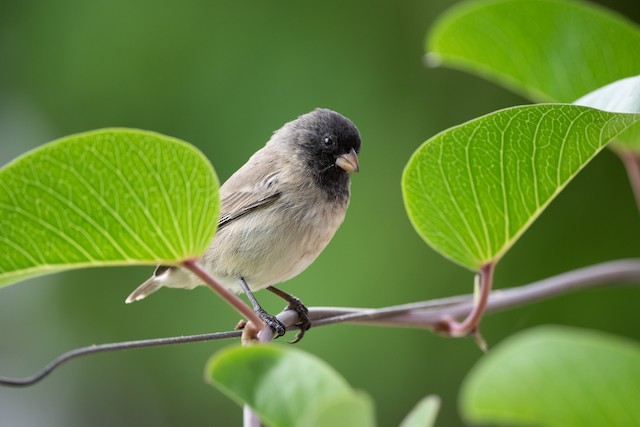 Small Tree-Finch