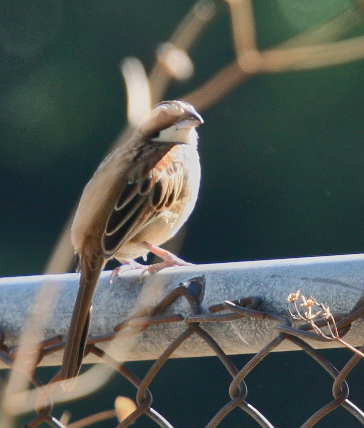Stripe-headed Sparrow - Brooke Miller