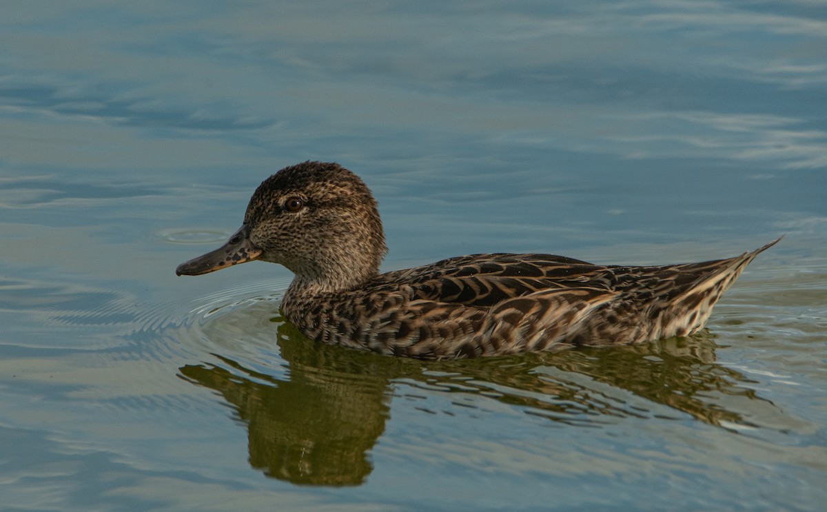 Green-winged Teal - ML363722591