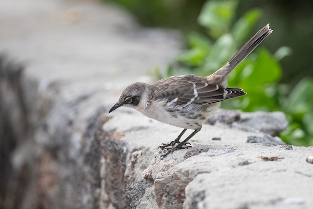 Galapagos Mockingbird