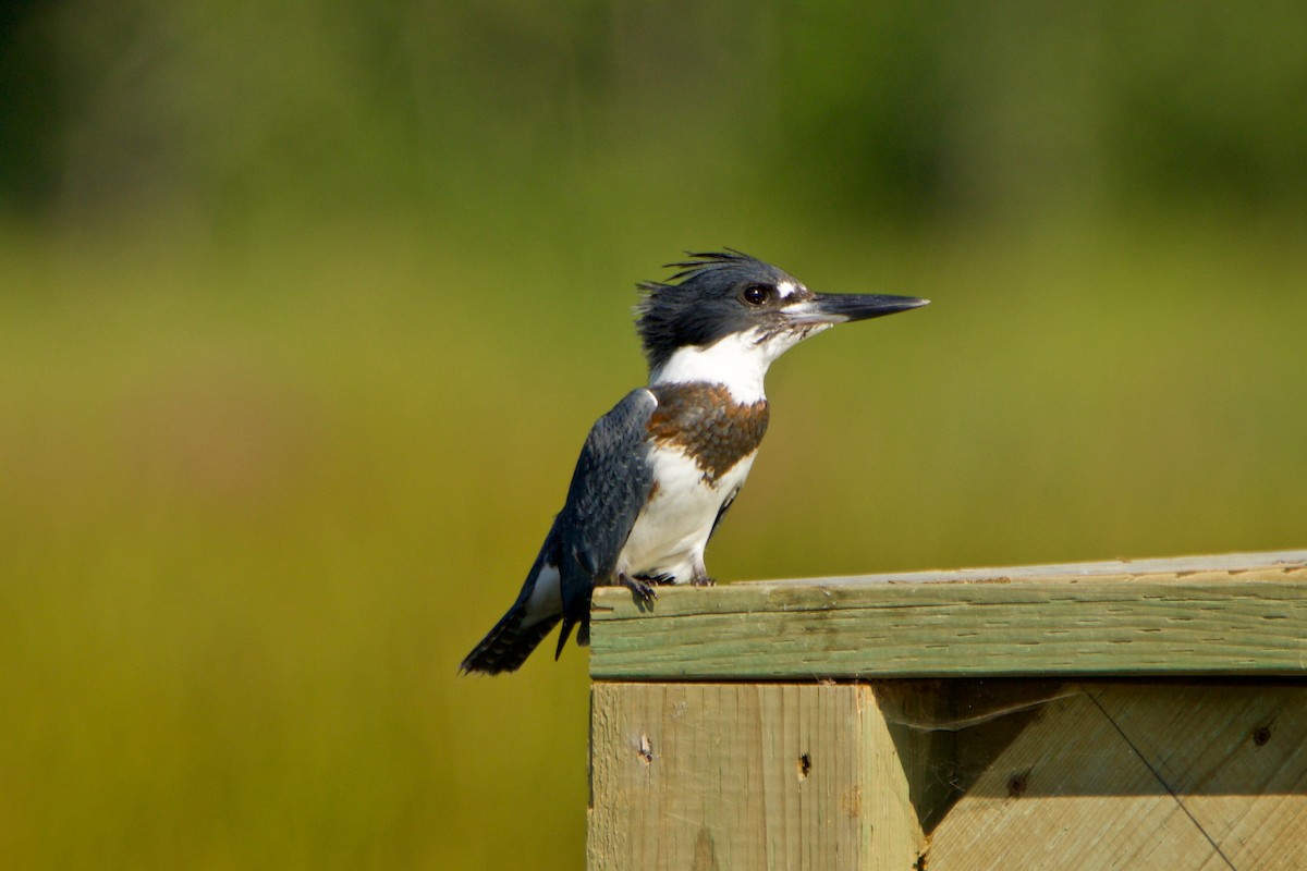 Belted Kingfisher - ML363726271