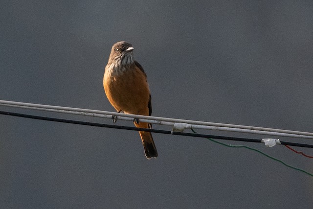 Streak-throated Bush-Tyrant