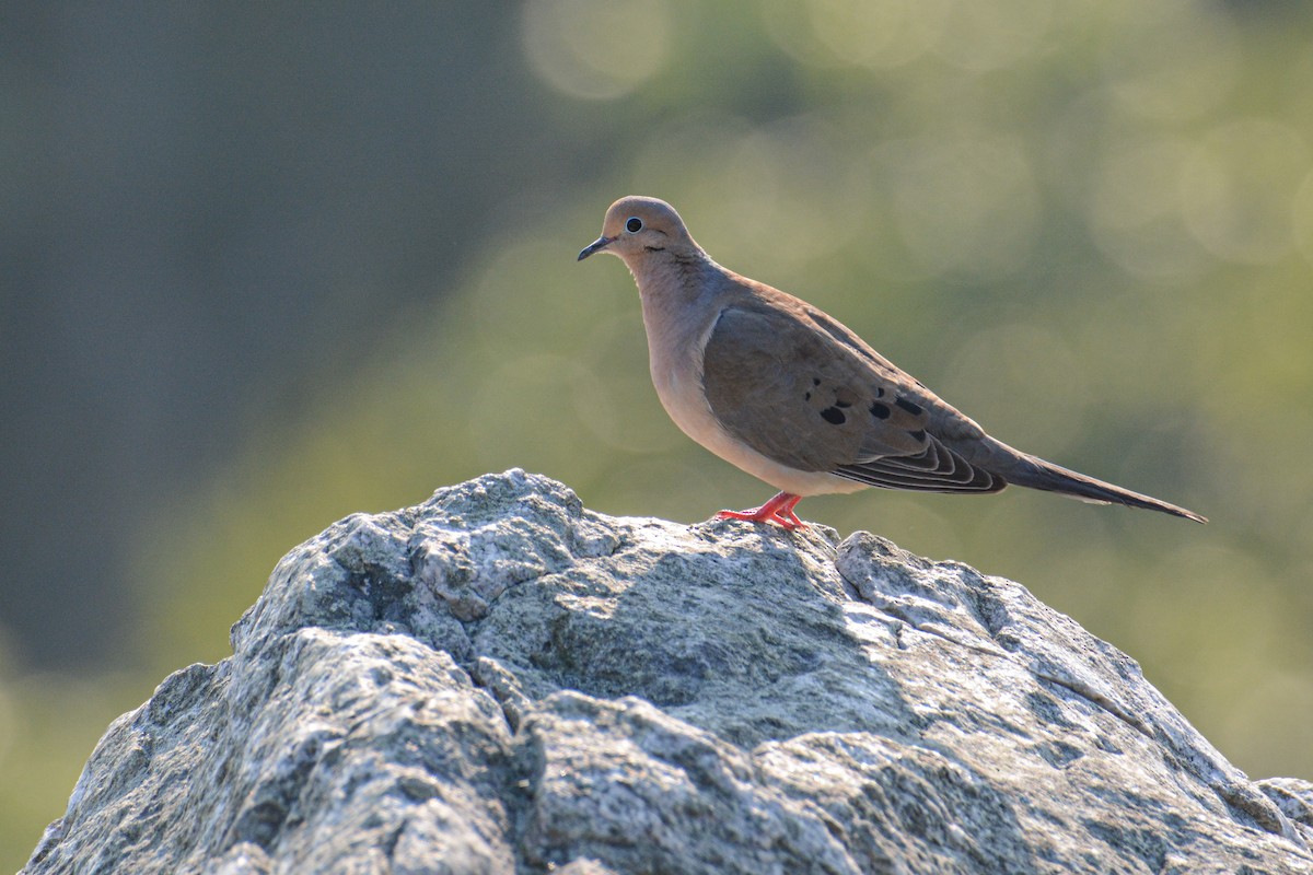 Mourning Dove - Patrick Maurice
