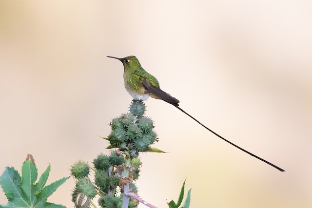 Black-tailed Trainbearer