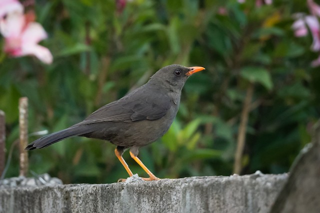 Great Thrush