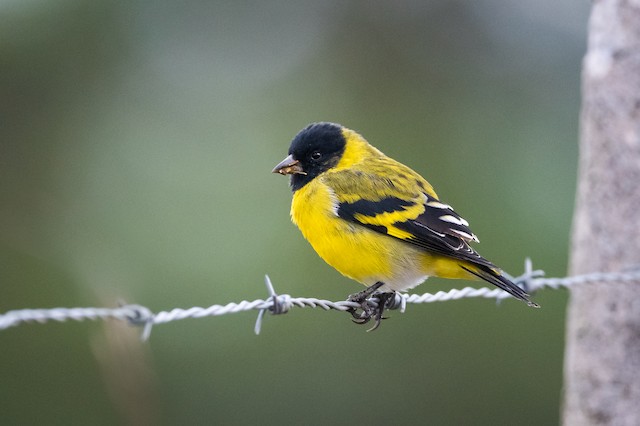 Hooded Siskin