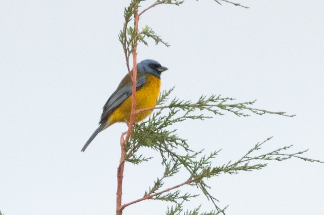 Blue-and-yellow Tanager