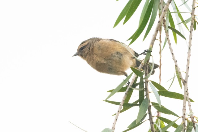 Cinereous Conebill