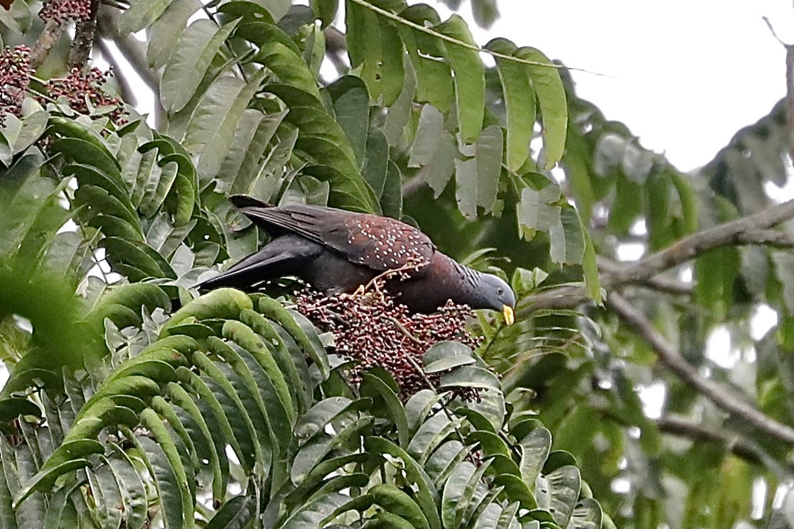 Pigeon de Sao Tomé - ML363735001