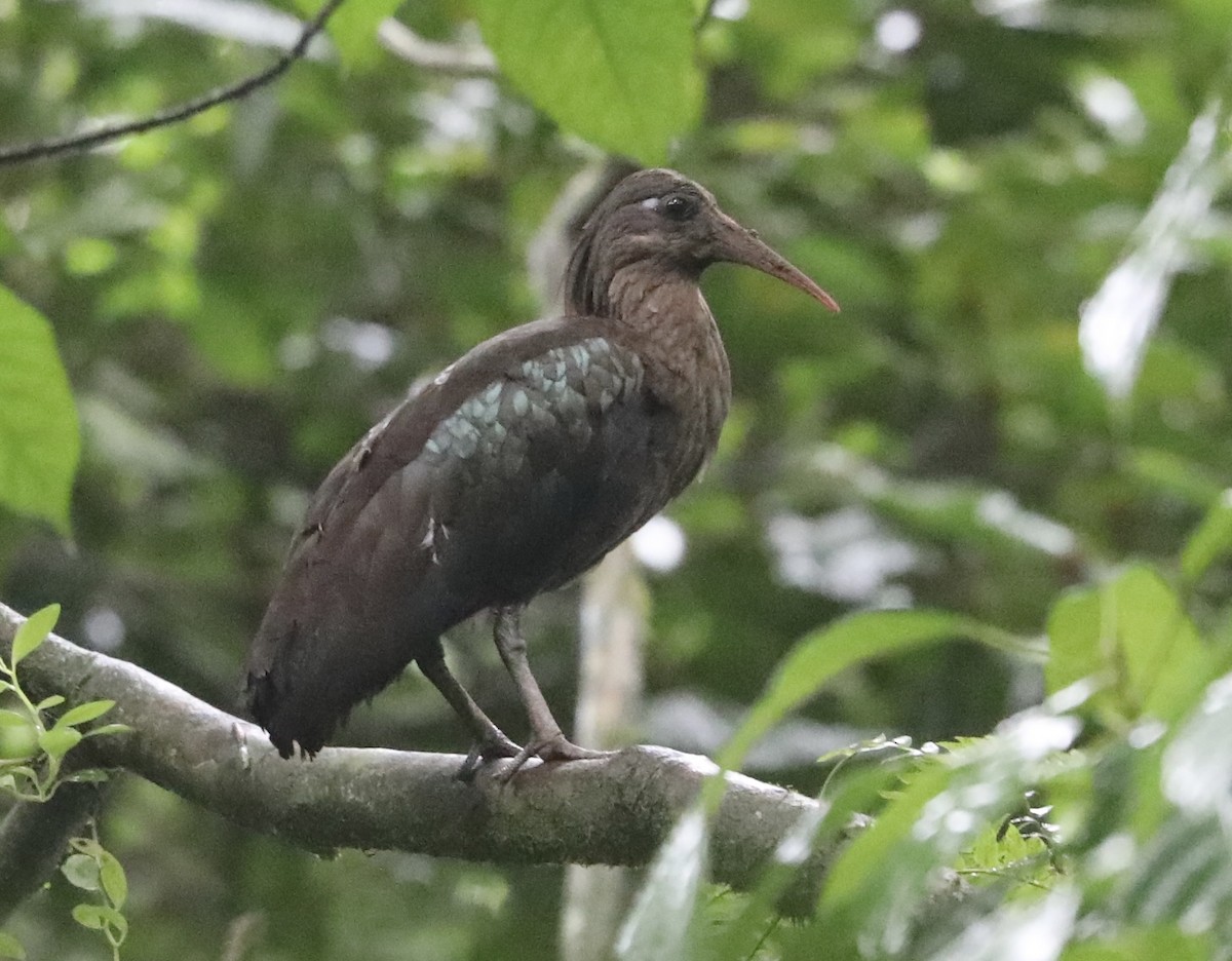 Sao Tome Ibis - Ross Gallardy