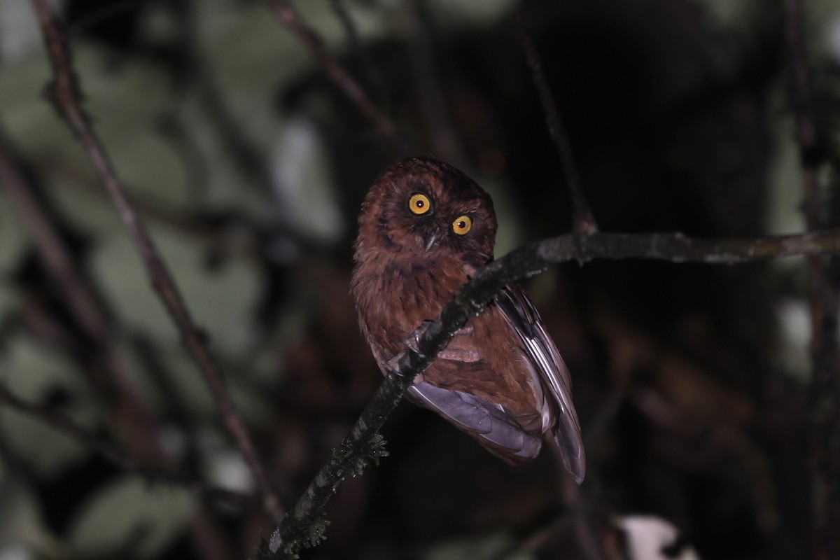 Sao Tome Scops-Owl - ML363735261