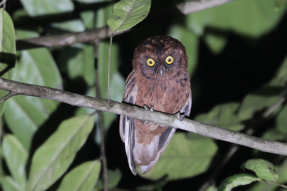 Sao Tome Scops-Owl - Ross Gallardy