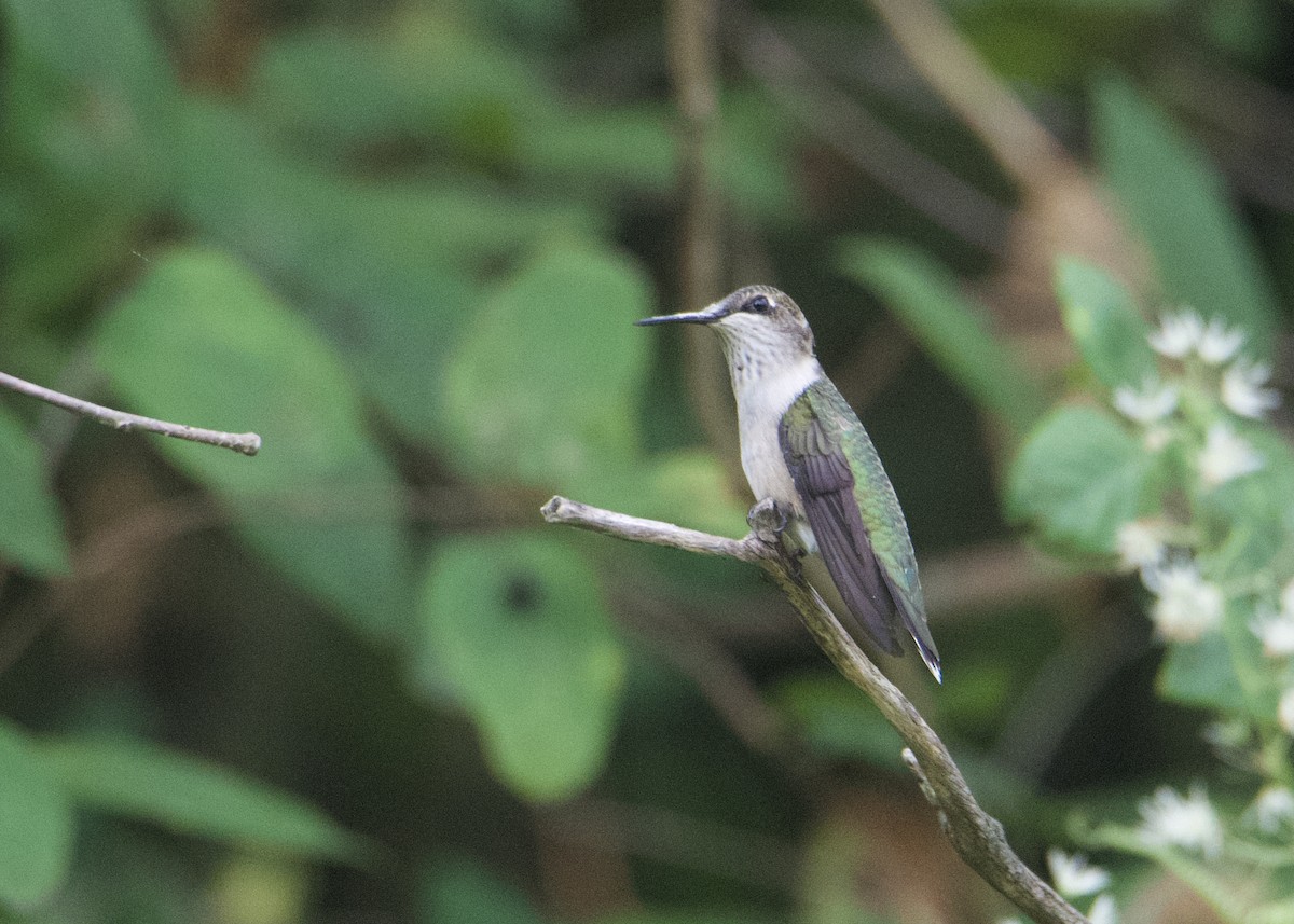 Ruby-throated Hummingbird - Kanayo Rolle