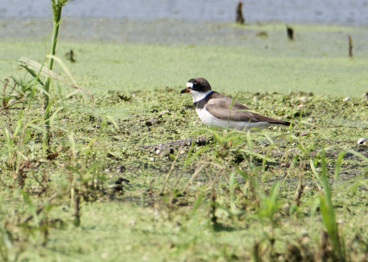 Semipalmated Plover - ML363739711