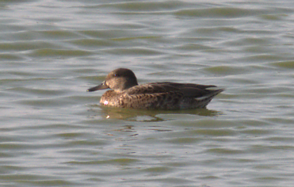 Green-winged Teal - ML363740901