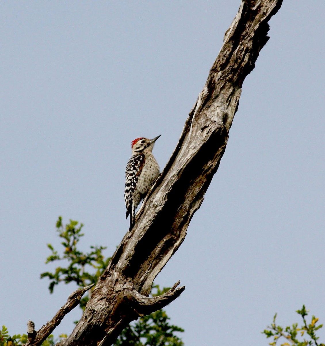 Ladder-backed Woodpecker - Jay McGowan