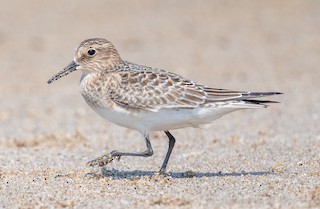Baird's Sandpiper