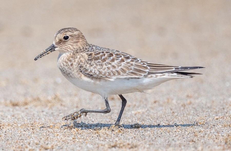 Baird's Sandpiper