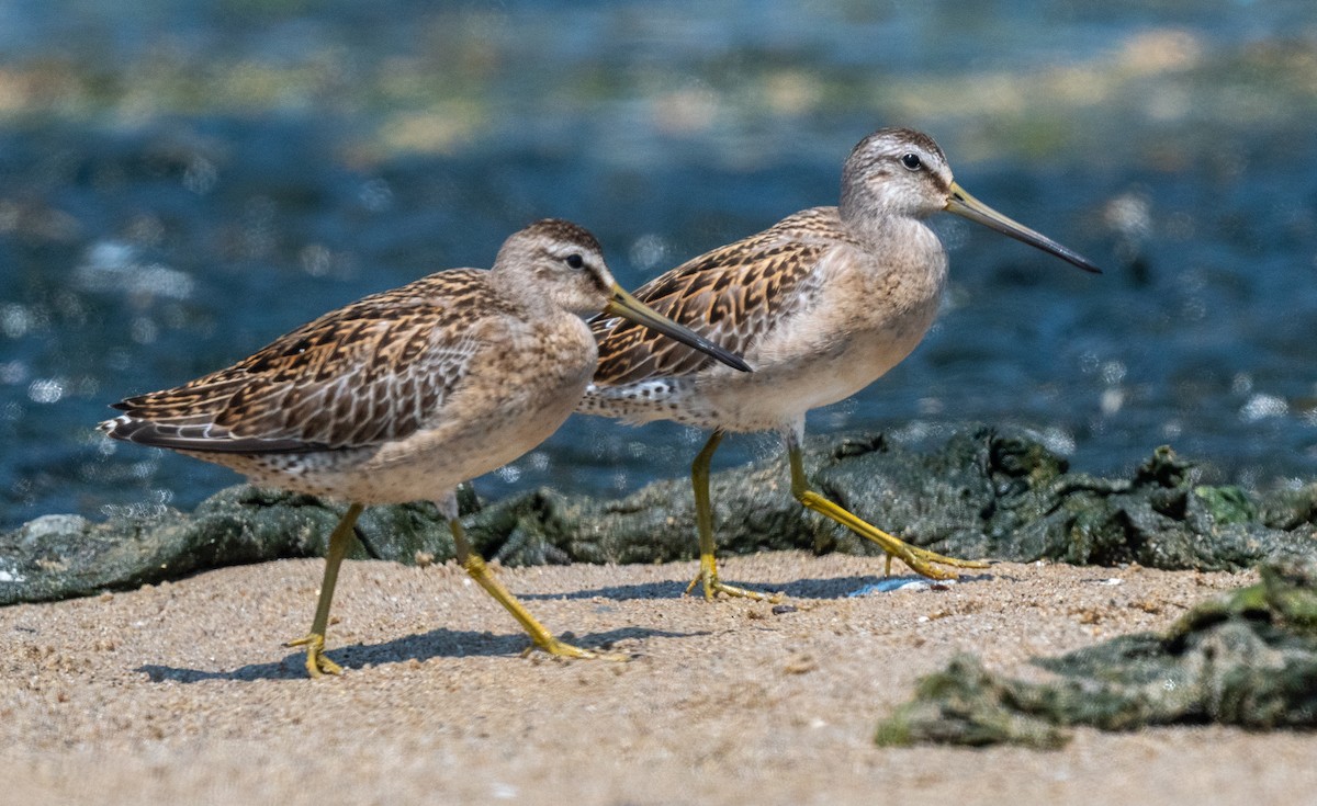 Short-billed Dowitcher - Michael  Hingerty