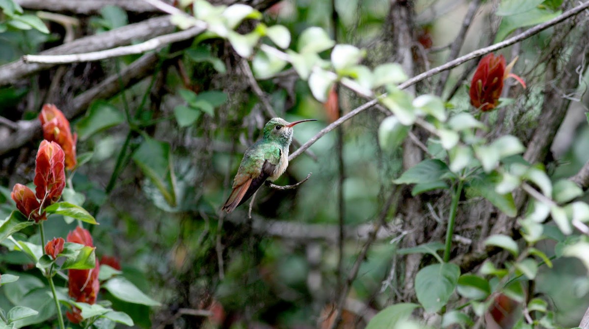 Buff-bellied Hummingbird (Northern) - ML36374451