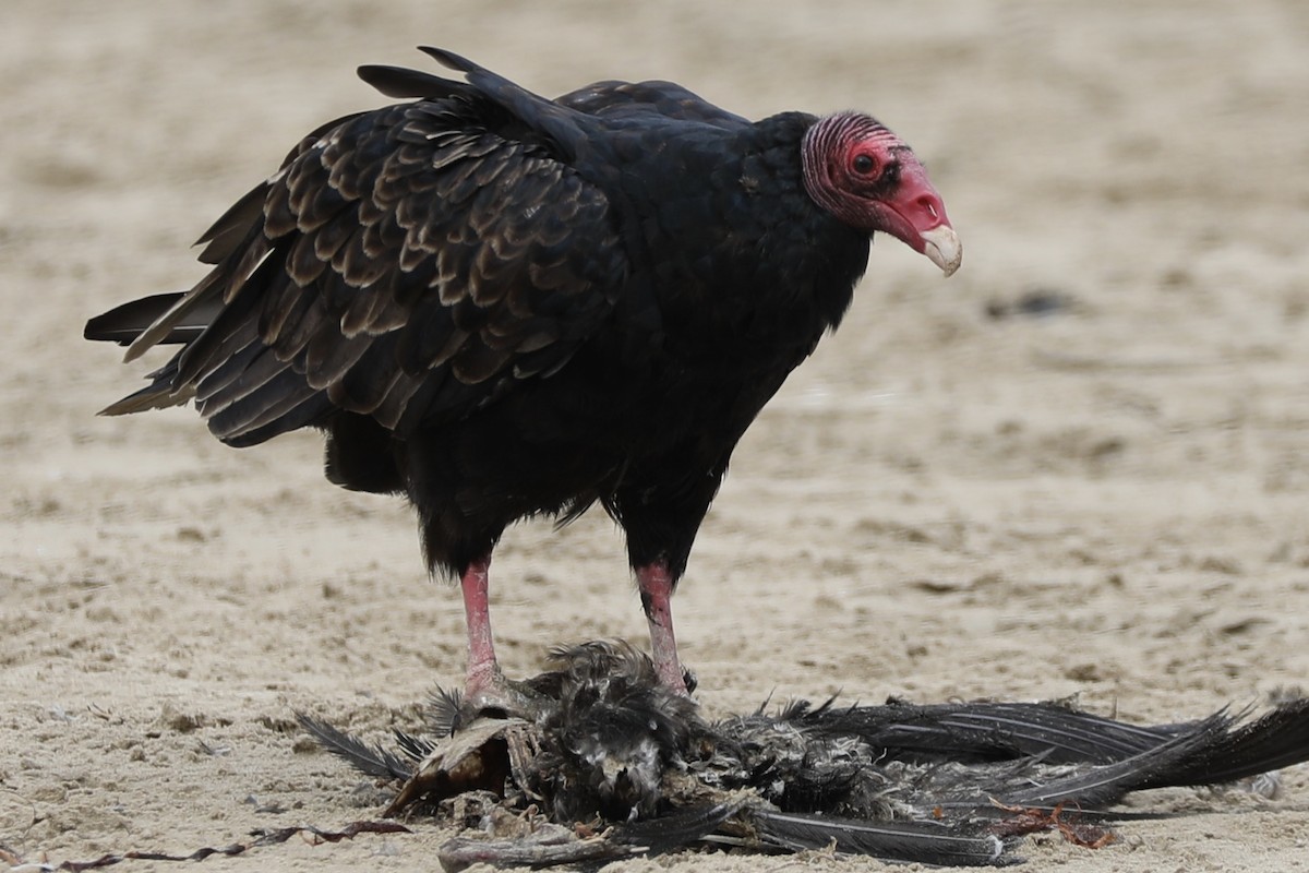 Turkey Vulture - ML363747411