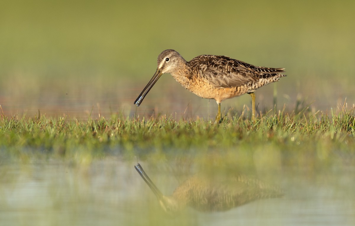 Long-billed Dowitcher - ML363747461