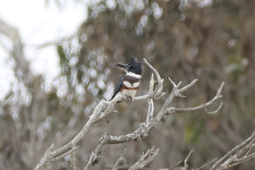 Belted Kingfisher - ML363747631
