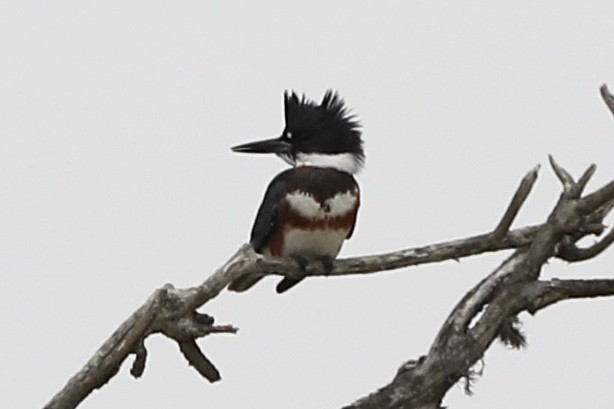 Belted Kingfisher - ML363748631