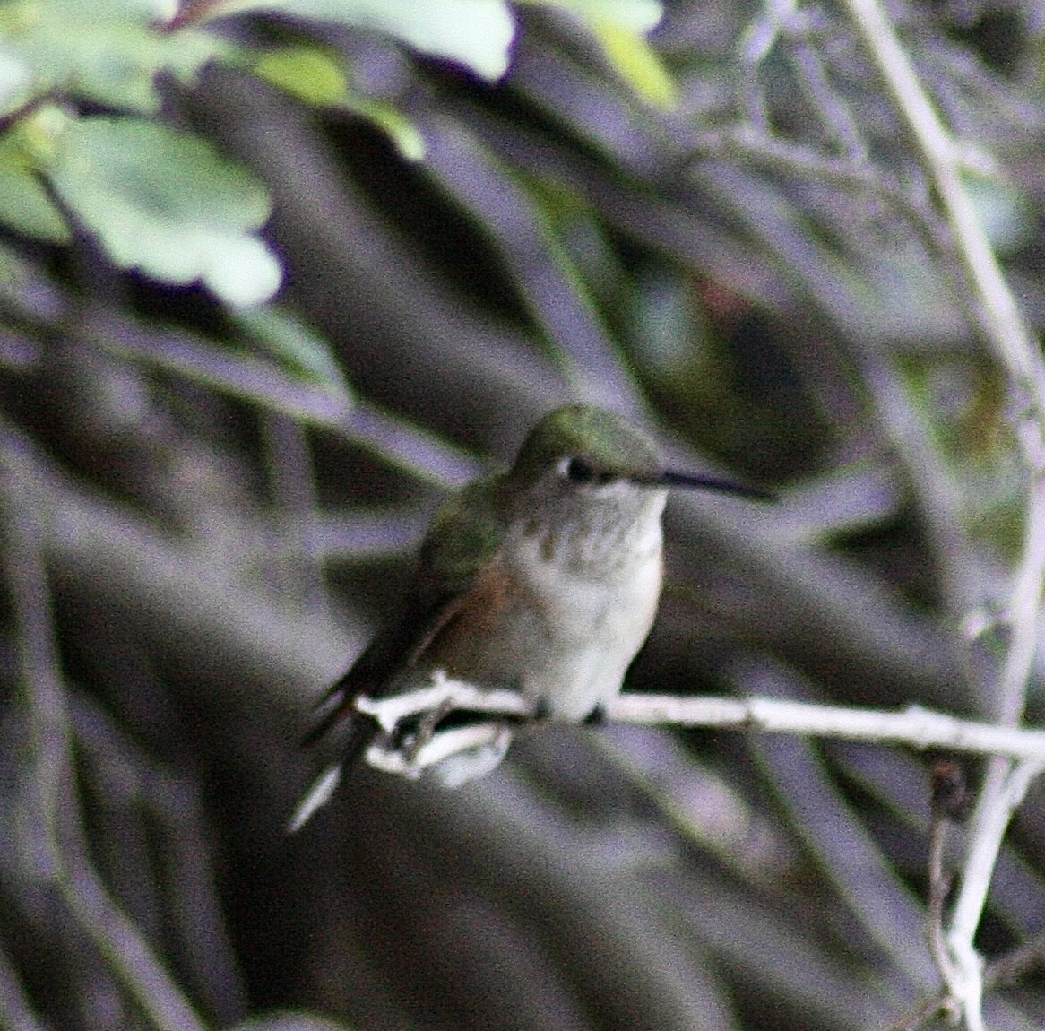 Broad-tailed Hummingbird - ML363755301