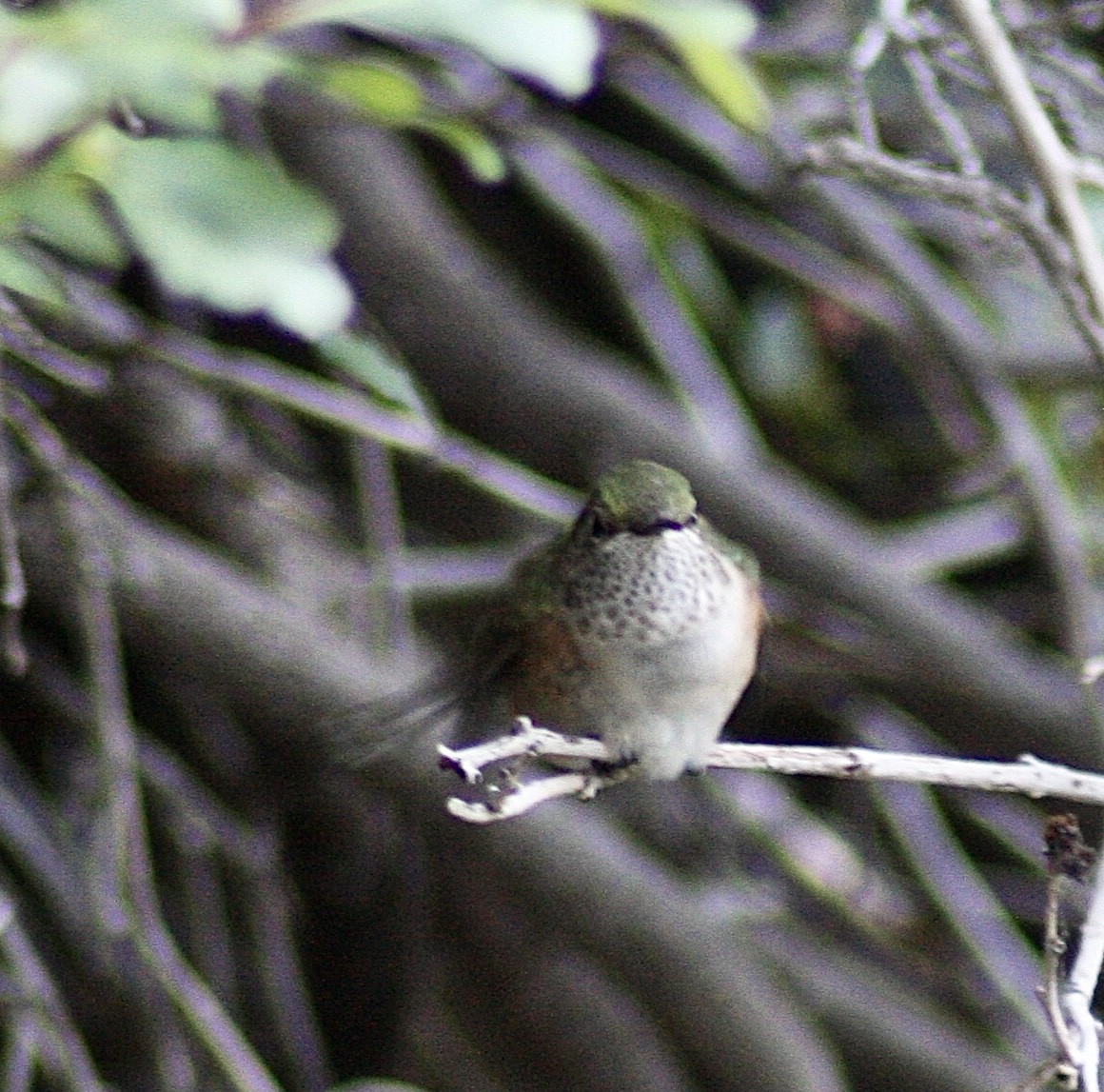 Broad-tailed Hummingbird - Jason Steed