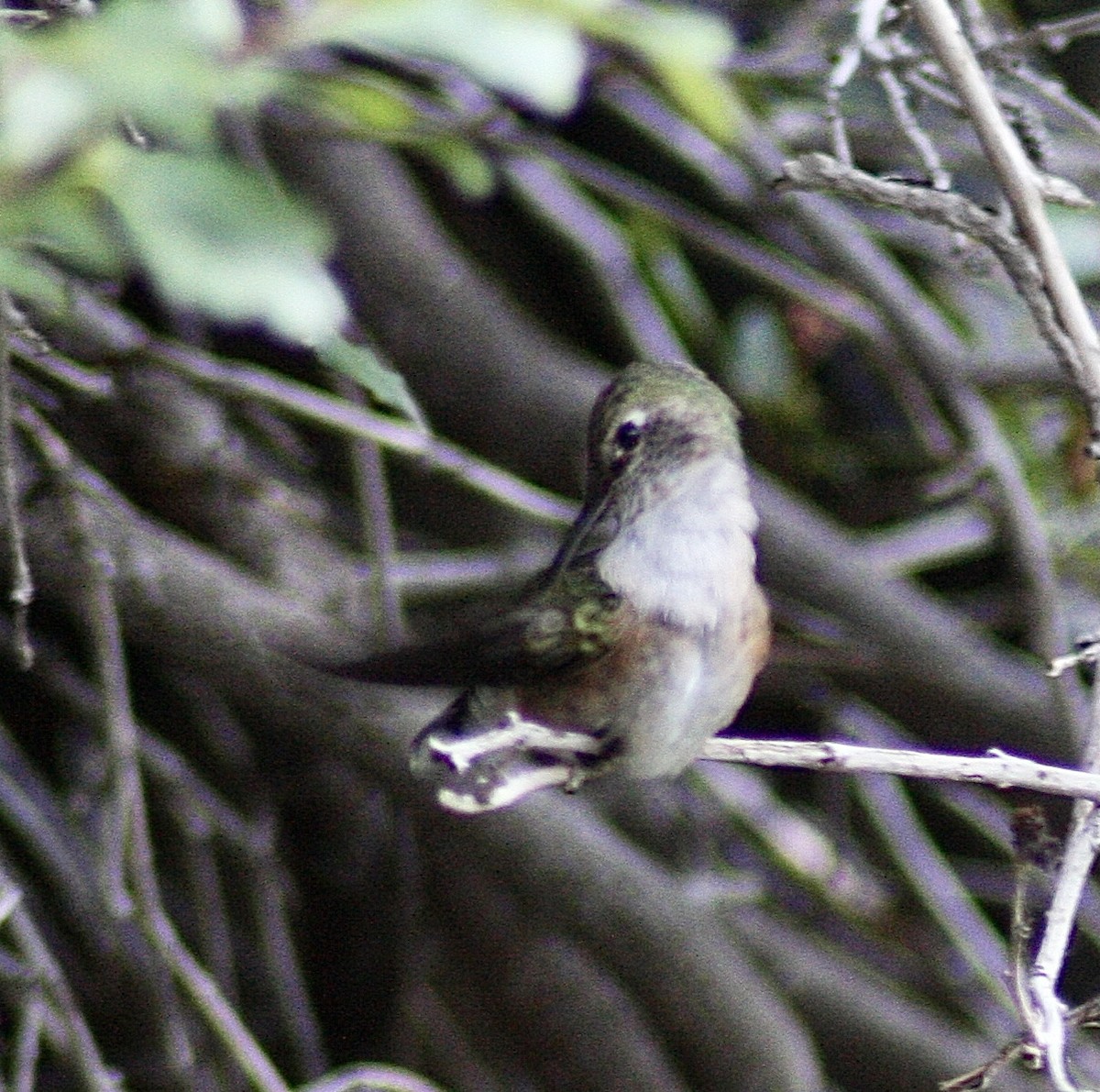 Broad-tailed Hummingbird - ML363755321