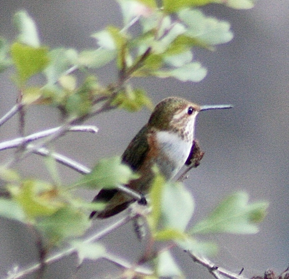 Rufous Hummingbird - Jason Steed