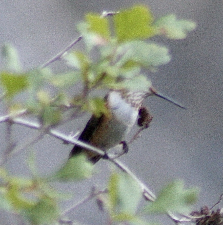 Rufous Hummingbird - ML363755481