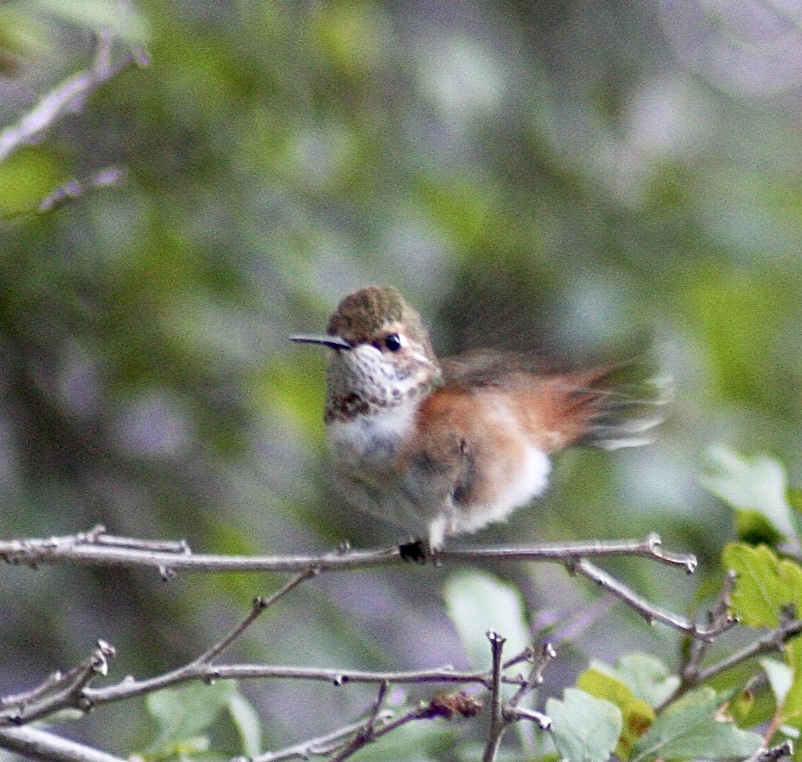 Rufous Hummingbird - ML363755501