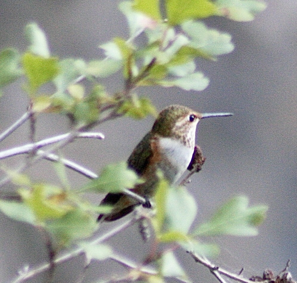Rufous Hummingbird - ML363755511