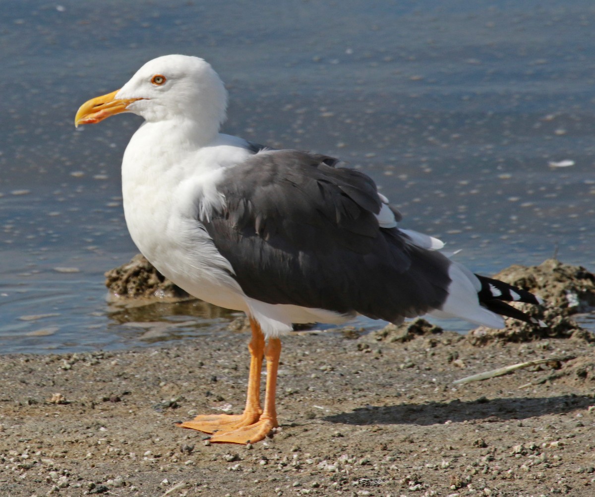 Yellow-footed Gull - ML36375811