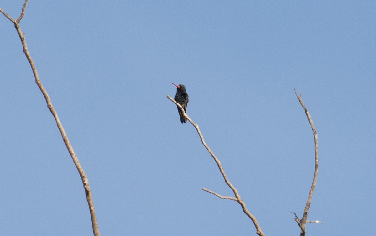 Turquoise-crowned Hummingbird - ML363763381