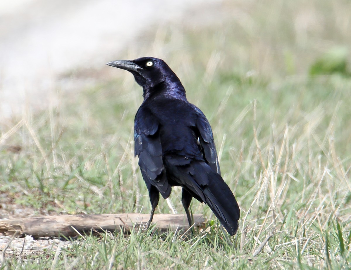 Great-tailed Grackle - ML363766051
