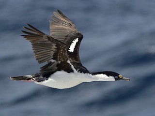 นกเต็มวัยในฤดูผสมพันธุ์ - Tomáš Grim - ML363772001