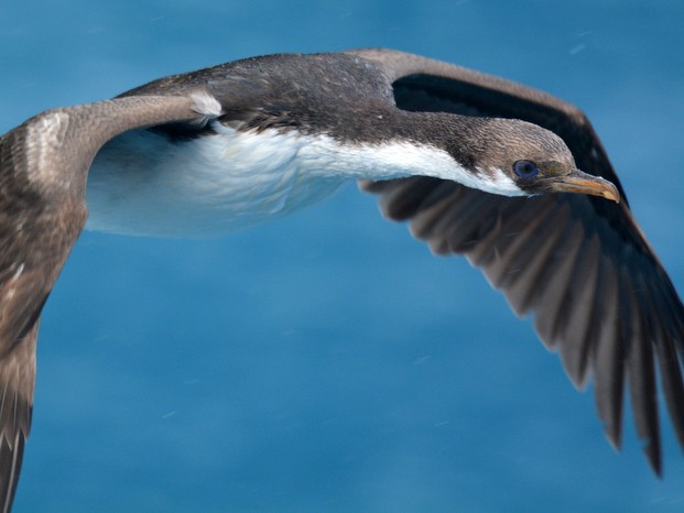 Cormorán geórgico - eBird