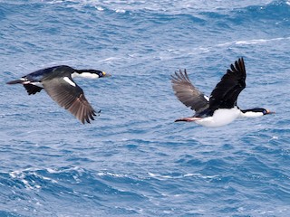  - South Georgia Shag