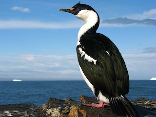  - South Georgia Shag