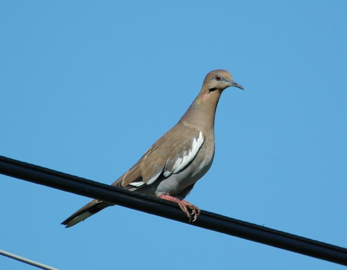 White-winged Dove - ML36377331