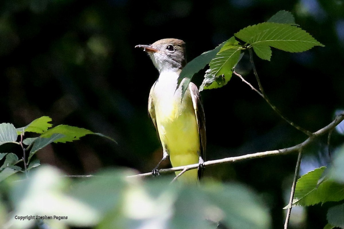 Great Crested Flycatcher - ML363774501